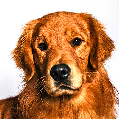 Golden Retriever americano