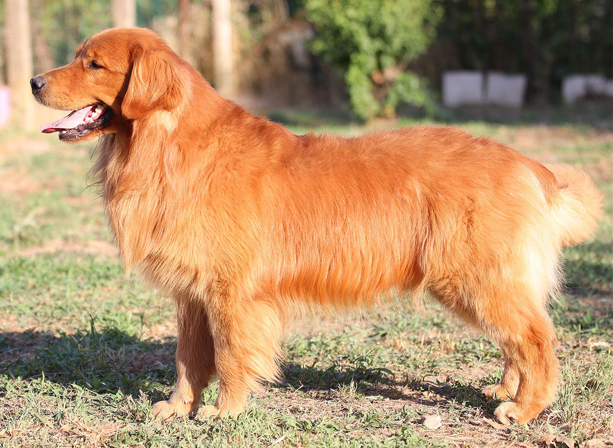 Golden Retriever americano