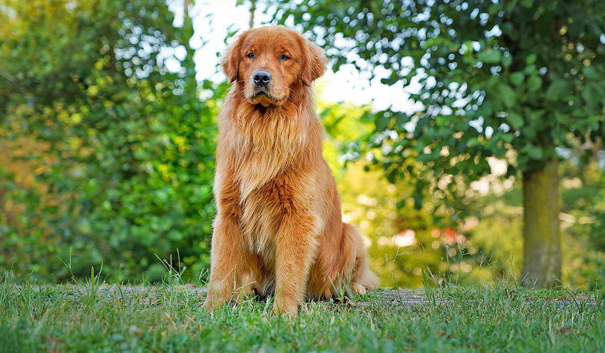 Golden Retriever americano Golden Retriever americano