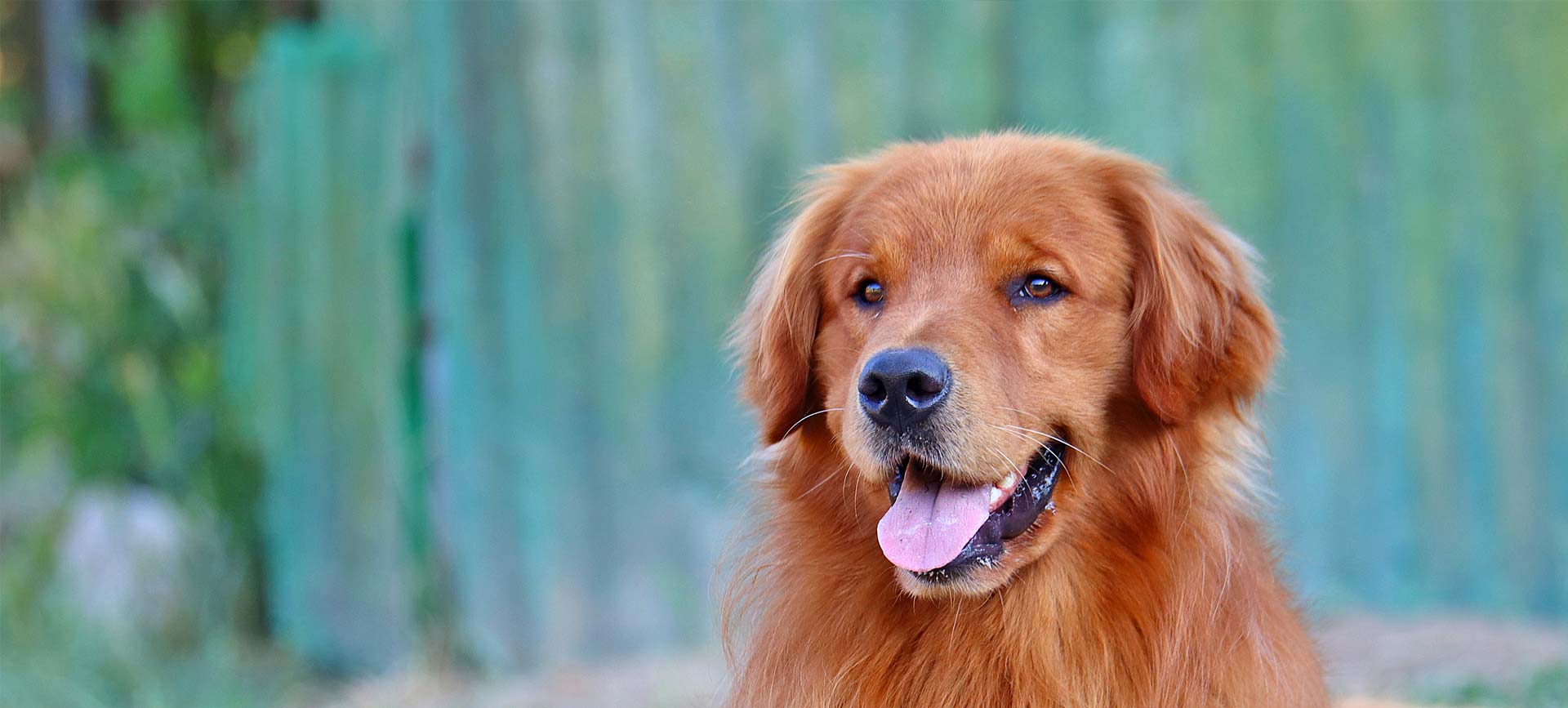 Golden Retriever americano